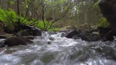 Karpat bahar ormanlarındaki dağ deresi. Suyun yüzeyinden görünüm.