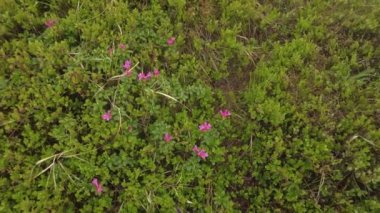 Rododendron yaz başında Ukrayna Karpatları 'nın dağlık bölgelerinde çiçek açmaya başlar.