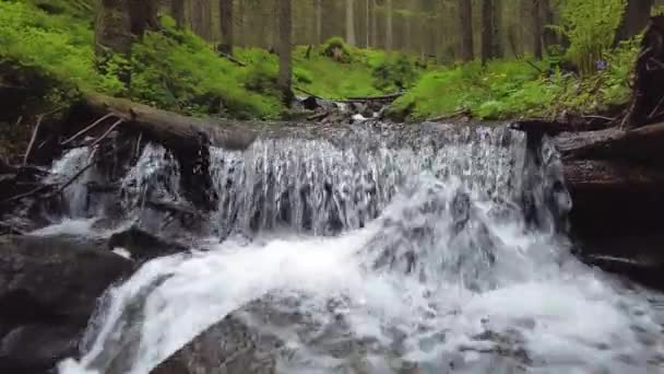 Pequena Cachoeira Córrego Florestal Cárpatos Ucrânia — Vídeo de Stock