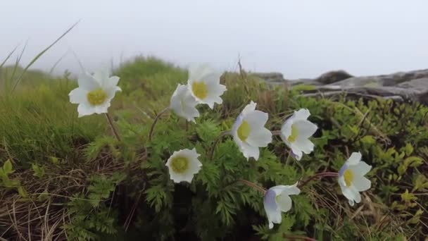 多雨多雾天气下高山小径和高山海葵 — 图库视频影像