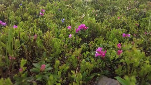 Flores Rododendro Los Cárpatos Ucranianos Principios Del Verano — Vídeo de stock