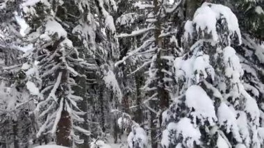 Kışın karlı yolda yürürken karla kaplı köknar ağaçları arasında. 