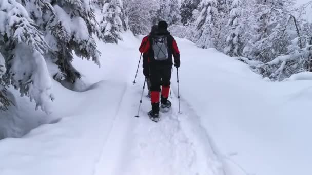 Spacerując Ośnieżonej Ścieżce Zimą Pomiędzy Ośnieżonymi Jodłami — Wideo stockowe