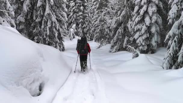 Kışın Karlı Yolda Yürürken Karla Kaplı Köknar Ağaçları Arasında — Stok video