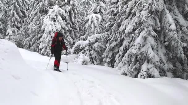 Caminar Por Sendero Nevado Invierno Entre Abetos Cubiertos Nieve — Vídeo de stock