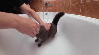 Beyaz küvette gri kedili kedi banyosu etkileşim, hijyen rutini ve gerçek ev duyguları ile kapalı evcil hayvan bakım sahnesi yıkama anksiyetesi.