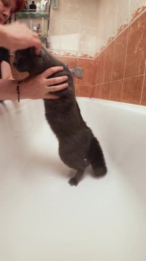 Ev sahibi evdeki küvette evcil hayvan beslediği için kedi banyoya direniyor. Kapalı alanda çekilen videoda yıkanmadan önce gri kedi, mizah ve hijyen sorunları görülüyor.