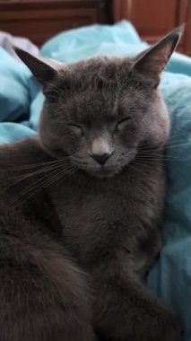 Mavi yatakta uyuyan gri kedinin dikey videosu, kamerayı yavaşça yüze çevirin, rahat ve huzurlu ev hayvanı anı