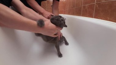 Evdeki küvette korkmuş gri bir kediyi yıkayan birinin ellerine yakın çekim. Evcil hayvan banyo sırasında gergin, hayvan hijyenini ve bakım yaşam tarzını ön plana çıkarıyor.