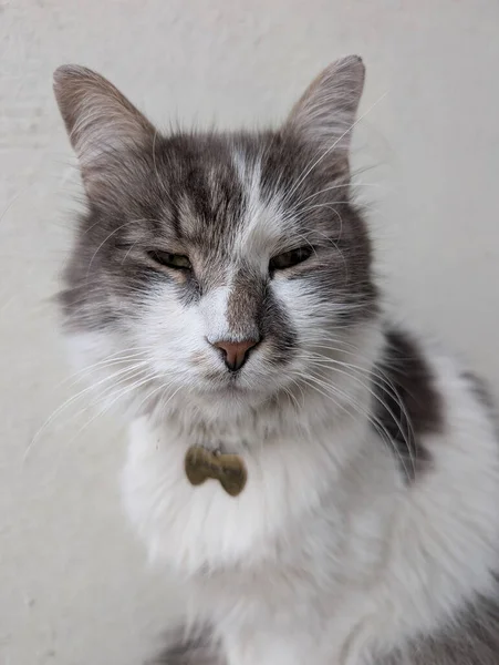 Closeup portrait of a fluffy grey and white cat calmly squinting in soft natural light, showing detailed fur and whiskers