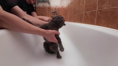 Sahipleri banyoda ıslak gri kediyi yıkıyor, hijyen, bakım ve bakım için evcil hayvanı tutuyor ve duruluyor.