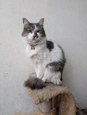 Uzun saçlı, gri ve beyaz kedi aşınmış tırmalama direğine tüneyerek tüylü kuyruk ve sakin duruş sergiliyor.