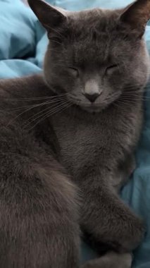 Mavi yatakta huzur içinde uyuyan gri kedinin dikey videosu, sakin ve sakin evcil hayvan sahnesi