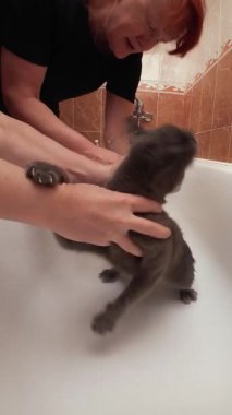 Evde yıkanmadan önce küvette tutulan korkmuş gri kedi, ev içi dikey video basit bir hayvan bakımında mizah ve hijyen gösteriyor.