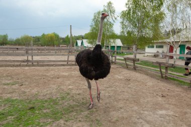 Devekuşu kırsal bir çiftlik çayırında dikiliyor ve ileriye bakıyor. Gün boyunca açık havada üremek ve tarım yapmak için büyük bir kuş.