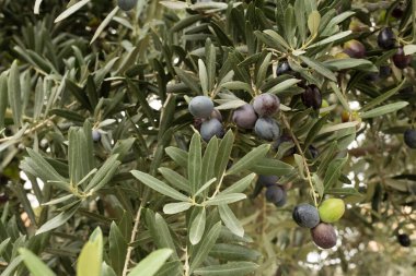 Olgunlaşan zeytinlerin çeşitli renklerde (yeşil; siyah; mor) bir zeytin dalında asılı görüntüsünü kapat; sonbahar mevsiminde hasat için hazır.