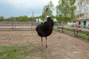Büyük siyah bir erkek devekuşu kırsal bir çiftlikteki toprak bir muhafaza içinde duruyor. Bu egzotik kuş kırsal kesimde gün ışığında açık havada yakalanır..