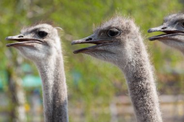 Bir hayvan çiftliğinde, açık gagalı üç devekuşu kafası. Güneşli bir bahar gününde bulanık bir arka planı olan profil görünümlü uçamayan vahşi kuşlar.