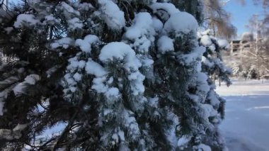 Güneşli bir kış parkında beyaz kar ve buz saçaklarıyla kaplı yeşil çam dalı. Donmuş ağaçlar ve mavi gökyüzü arkaplanlı güzel doğa manzarası.