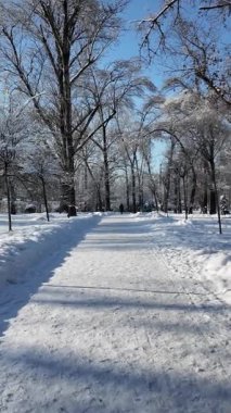 Güneşli bir günde, kış parkındaki karlı ağaçları çek. Donmuş köknar ağaçları ve parlak mavi gökyüzünün altında beyaz karlı güzel doğa manzarası..