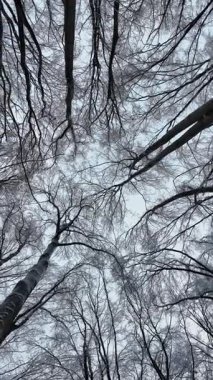 Kış Ormanında Düşük Açı Karlı Ağaç Görünümü