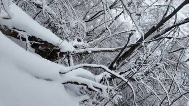 Dinamik kamera hareketi sırasında karla kaplı ağaç ve devrilmiş dallı kış ormanı manzarası. Gündüzleri donuk ormanlık alanların huzurlu manzarası..