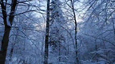Karlı bir kış ormanında uzun bir köknar ağacının sinematik görüntüsü. Donmuş ağaçlarla ve soğuk bir günde taze beyaz karla güzel doğa manzarası.