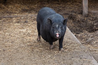 Kırsal bir çiftlikte toprak zeminde duran siyah evcil domuz. Güneşli bir günde, açık havada tarım yapan bir çiftlik hayvanı portresi.