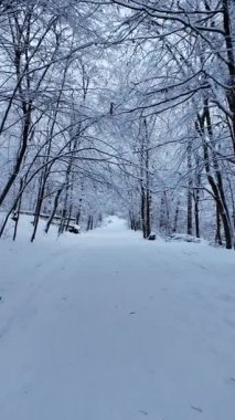 Güzel bir kış ormanında ilerleyen boş bir karlı yolu çek. Soğuk kış mevsiminde karla kaplı ağaçlarla dolu sakin doğa manzarası