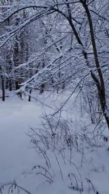 Karlı bir kış ormanı yolunda ilerleyen sinematik çekim. Soğuk bir günde donuk ağaçlar ve taze beyaz karlı sakin doğa manzarası.
