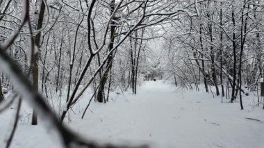 El kamerasıyla çekilen görüntüler, karlı bir yolu ortaya çıkarmak için donmuş orman dalları boyunca yavaşça geriye doğru hareket ediyor. Soğuk ormanlık alandaki huzurlu kış doğa manzarası.