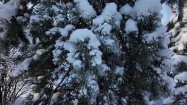 Güneşli bir kış parkındaki karlı köknar ağaçlarını çek. Soğuk mevsimsel bir günde açık mavi gökyüzü altındaki güzel doğa manzarası. Huzurlu donmuş orman.