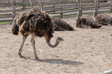 Güneşli bir bahar gününde çiftlikte yürüyen kahverengi bir devekuşu. Ahşap çit arka planına sahip doğal kırsal yaşam alanında büyük bir yaban kuşu..