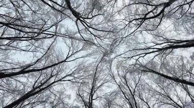 Kış ağacı gölgesinin alçak açılı dönüşlü görüntüsü. Donmuş dallar ve karlı ahşap desenler donuk mevsimlik orman manzarasında solgun bir gökyüzüne karşı