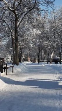 Gün boyunca ağaçlar ve banklarla kaplı taze beyaz karla kaplı sakin bir kış parkı yolu. Bu karlı arazi sessiz ve huzurlu bir açık hava sunar..