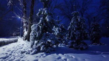 Sakin bir kış gecesi, kar kaplı ladin ağaçları içeren sakin bir orman parkında, mavi ışık ve donmuş beyaz zeminde ayak izleri olan bir manzara.
