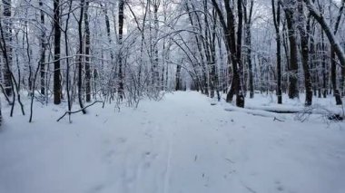 Derin karlarla kaplı huzurlu bir kış ormanında yürüyen ilk kişi. Donmuş doğa manzarasında gerçekçi bir el hareketi.