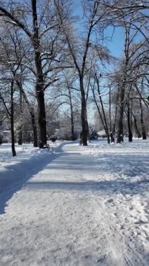 Güneşli bir kış parkında, açık mavi gökyüzünün altında güzel karlı köknar ağaçları. Soğuk bir günde donuk dalları ve taze beyaz karlı sakin doğa manzarası.