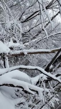 Dinamik kamera hareketi sırasında karla kaplı ağaç ve devrilmiş dallı kış ormanı manzarası. Gündüzleri donuk ormanlık alanların huzurlu manzarası..
