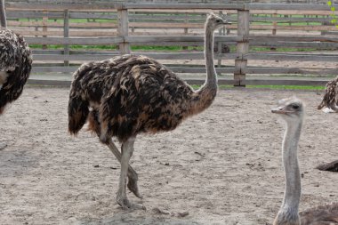 Bir devekuşu, bir çiftlikteki ahşap bir muhafaza içinde duruyor. Bu yaban hayatı kuşu, güneşli bir bahar gününde doğal ışıkla doğal ortamında görülür..