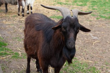 Kırsal bir çiftlik otlağında duran büyük boynuzlu ve sakallı kara keçi. Gündüz vakti açık bir tarım ortamında evcil çiftlik hayvanı..