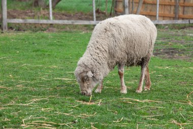 Kırsal bir çiftlikte yemyeşil çimlerde otlayan tüylü beyaz koyunlar. Güneşli bir bahar günü, açık bir otlakta evcil bir çiftlik hayvanı..