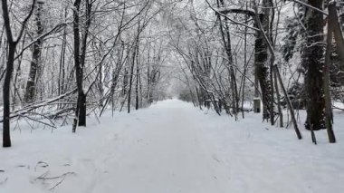 Kışın karlı bir orman yolunda ilerleyen el kamerasıyla çekilen görüntüler. Düşen kar, bu sakin ve soğuk doğa manzarasında ağaçları kaplıyor..