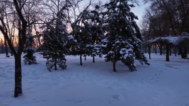Ukrayna 'nın başkenti Kyiv' de bir şehir parkında kara paralel hareket eden havadan çekilen görüntüler köknar ağaçlarını kapsıyor. Koyu mavi gölgeli kış akşamı manzarası.