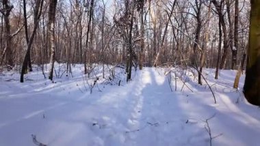 Ukrayna 'nın başkenti Kyiv' de güneşli bir ormandan geçen dar bir patika. Parlak güneş ışığı, derin beyaz kar üzerinde uzun gölgeler yaratır. Kış doğa manzarası.