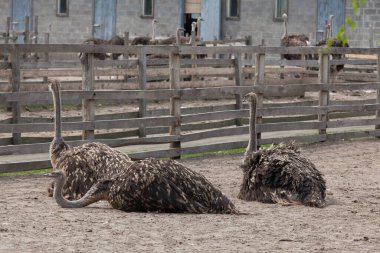 Bir grup devekuşu kırsal bir çiftlik otlağında yerde dinleniyor. Gündüz vakti çiftleşme ve tarım için açık alanda kalan büyük kuşlar..