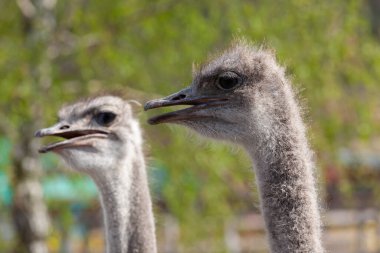Çiftlikte gagaları açık iki devekuşu kafasının yan profili. Bir kuş, doğal bir arka plana karşı keskin bir odak noktasında..
