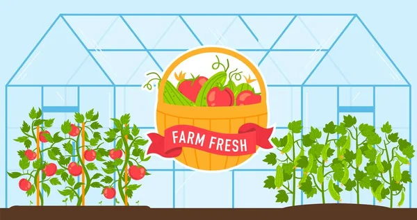 Zelenina roste na farmě skleníkové vektorové ilustrace, kreslené ploché čerstvé sklizně rajčat a okurek rostoucí ve skleníku — Stockový vektor
