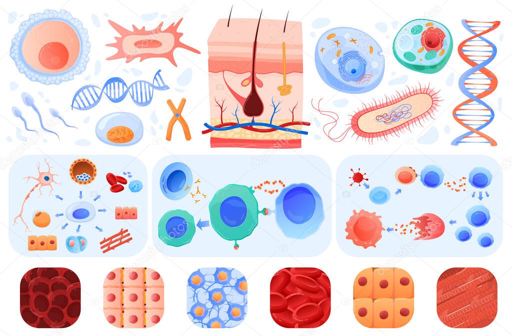 Anatomy of human cells, skin, blood cells bacillus, set of vector illustrations. Biology or anatomy education in schools and medical clinics.