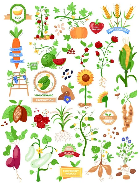 Conjunto de elementos agrícolas, diferentes plantas cultivadas, alimentos orgánicos saludables, ilustración de vectores de estilo plano, aislados en blanco. — Vector de stock